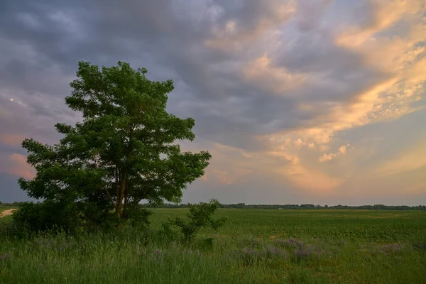 Alone Tree Sunset Field — Zdjęcie stockowe