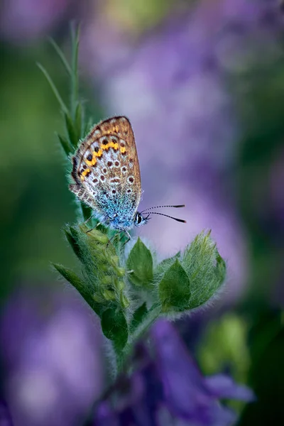 Borboleta Polyommatus Thersites Prado — Fotografia de Stock