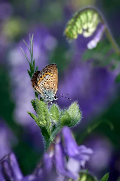 Kelebek polyommatus otlaktaki başka bölgeler