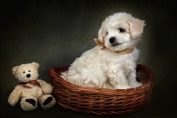 Bichon Frise Puppy Basket — Stockfoto