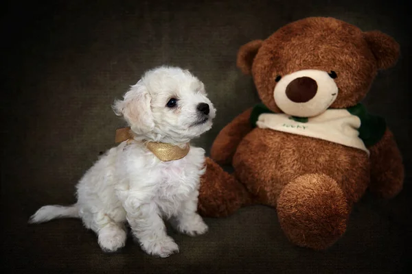 Bichon Frise Puppy Teddy Bear — Stockfoto