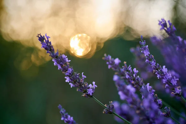 日落时花园里的薰衣草花 — 图库照片