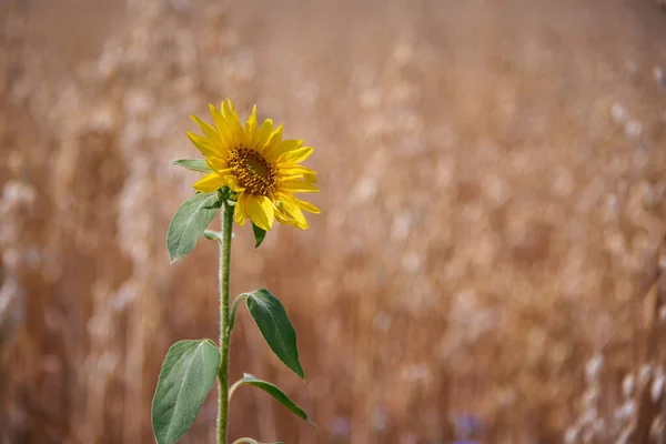 One Sunflower Weat Field — стоковое фото