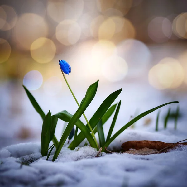 İlkbahar mavi kar damlaları