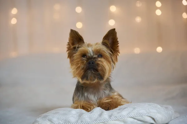 Portrait Yorkshire Terrier Pillow New Year Studio — Stockfoto