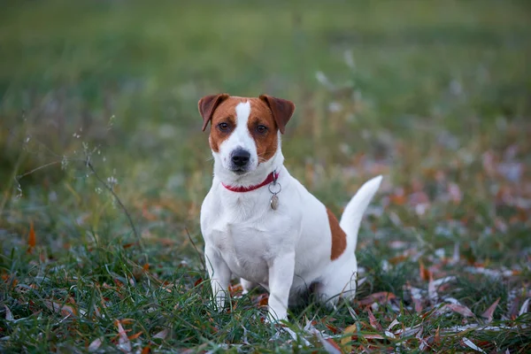 Jack Russell Terrier Puppy Grass — Stock Photo, Image