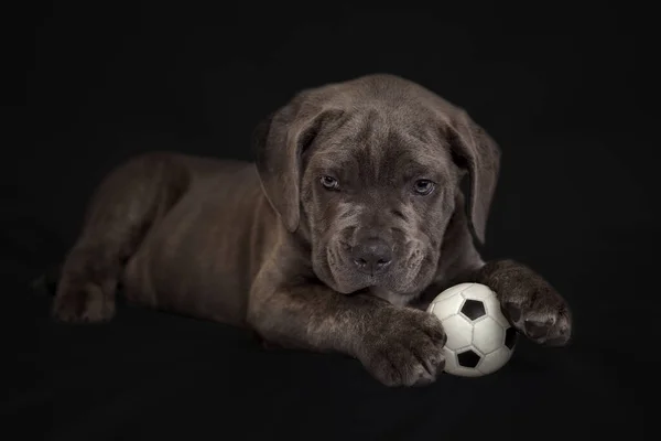 Cane Corso Puppy Lies Soccer Ball — Stockfoto