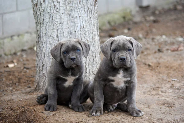 Two Puppies Cane Corso Looks Photocamera — Stockfoto