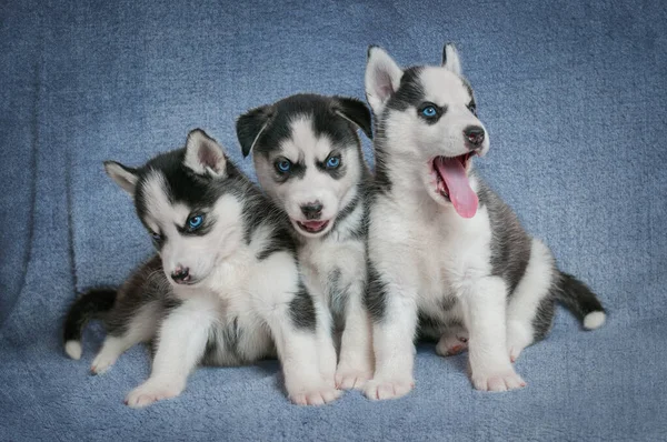 Drei Lustige Welpen Husky — Stockfoto