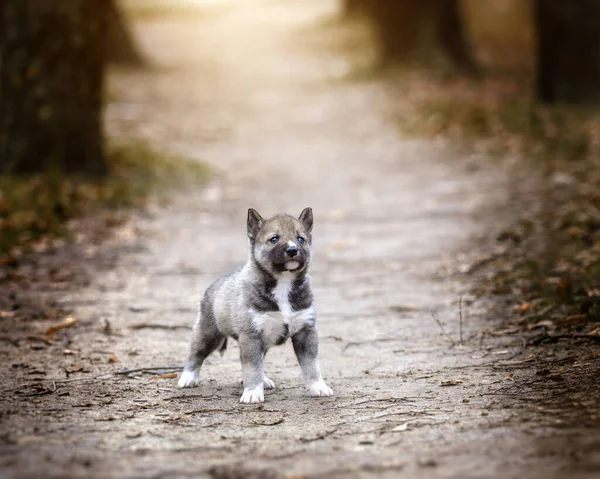 Brave Puppy Husky Agouti Outdoor — Stock Photo, Image