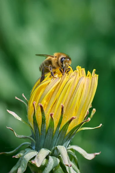 Bal arısı çiçek karahindibasında polen toplar.
