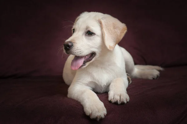 Studio Portrait Labrador Puppy — Stockfoto