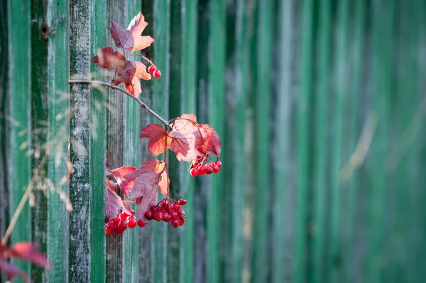 Rote Beeren Von Viburnum Kein Zweig Herbst — Stockfoto