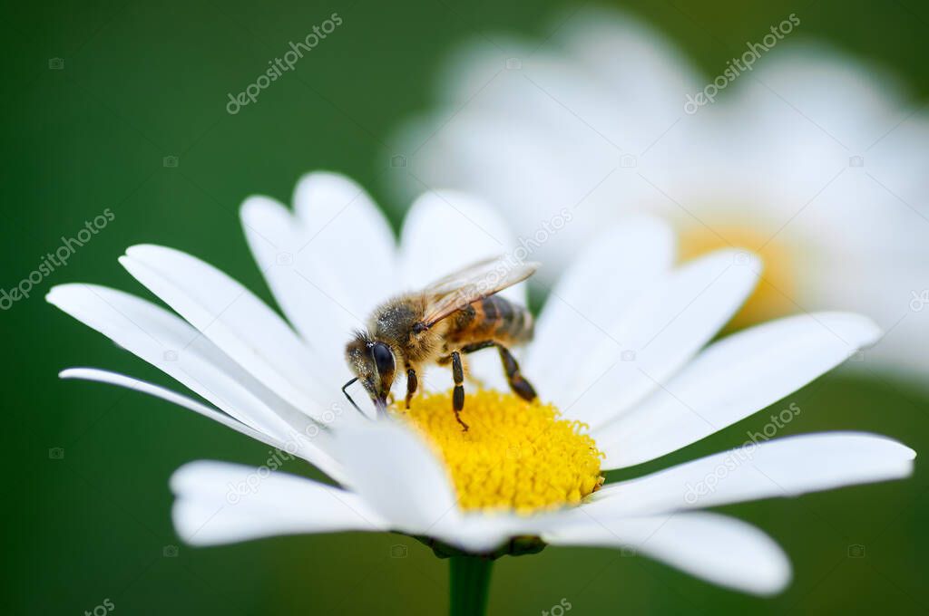 bee on a flower of chamomile