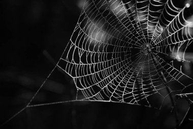 Sabah örümcek ağı ile çiğ damlaları