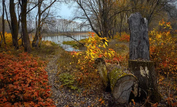 Осень Лесу Озера Украине — стоковое фото