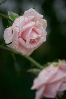 Su damlalı pembe gül