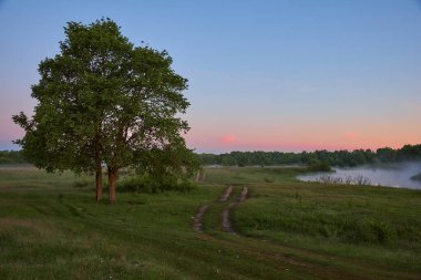 Ukrayna 'da büyük ağaç, yol ve nehir manzarası