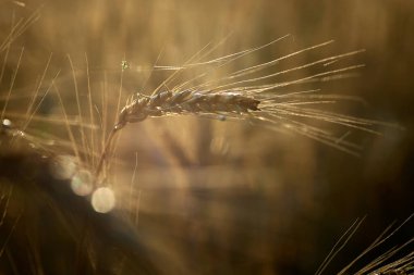 kulak buğday alanı