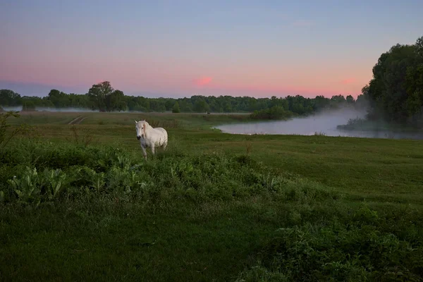 White Horse Grazes Meadow River Ukraine — стоковое фото