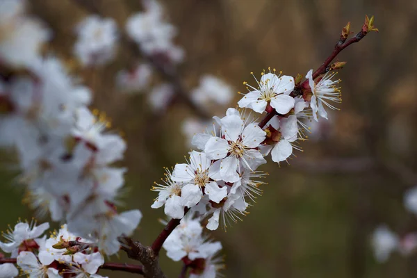 Ramo Florescente Árvore Fruto Primavera — Fotografia de Stock