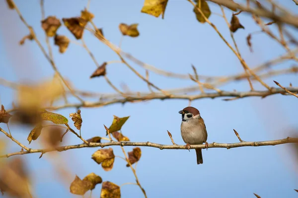 Serçe Ukrayna 'da sonbaharda bir dalda oturur.