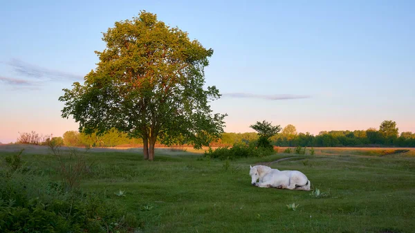 Horse Resting Tree Countryside — Zdjęcie stockowe