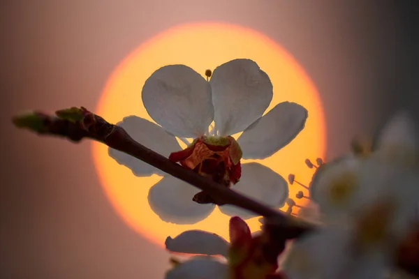 Flor Albaricoque Sol —  Fotos de Stock