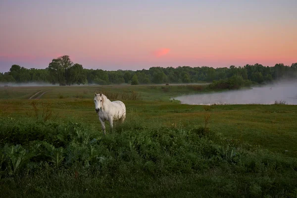 White Horse Grazes Meadow River Ukraine — стоковое фото