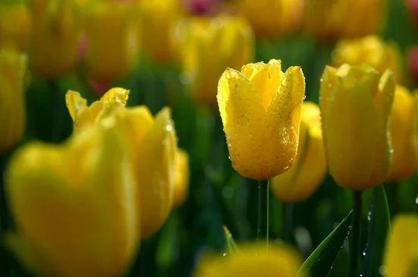 Parktaki güzel sarı laleler