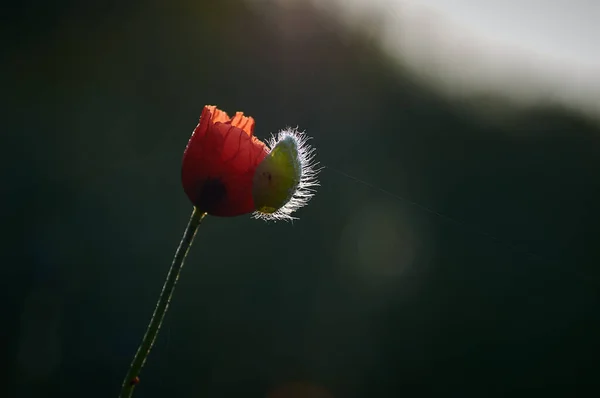 Papavero Rosso Nell Erba Verde — Foto Stock