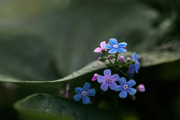 Flores Azules Sobre Fondo Verde —  Fotos de Stock