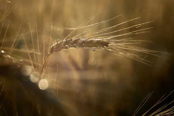 kulak buğday alanı
