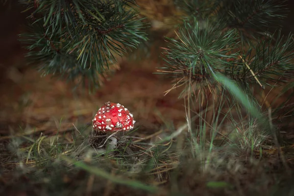 Kırmızı manita ladin altında