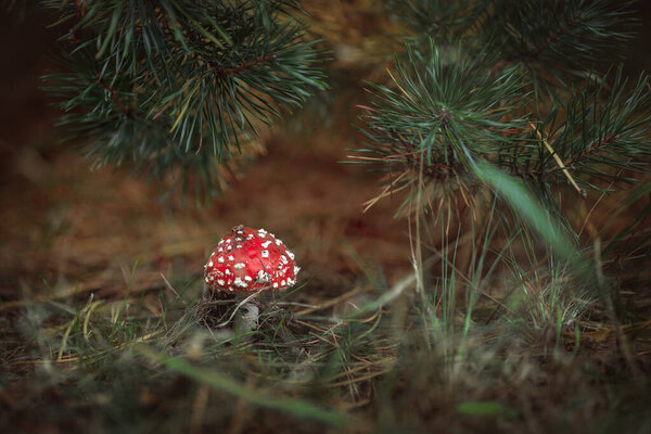 Red amanita under spruce