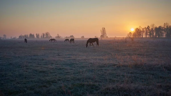 Horses Graze Meadow Sunrise — Zdjęcie stockowe