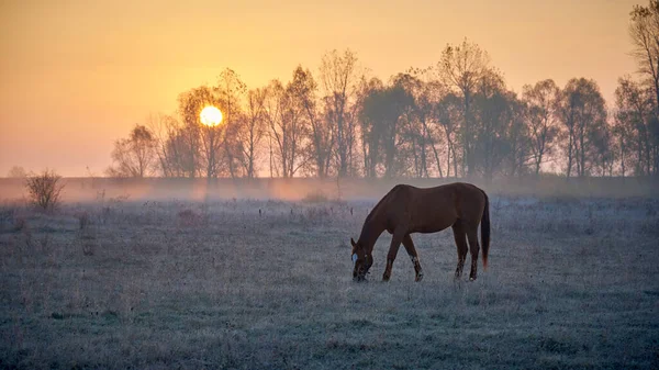 One Horse Grazes Meadow Sunrise — стоковое фото