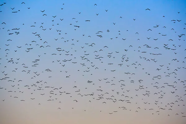 Many Flying Birds Colorful Sky Sunset — Stock Photo, Image