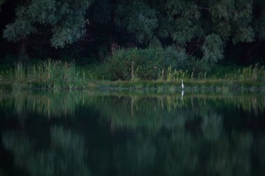 Sudaki yansıma ve balıkçıl