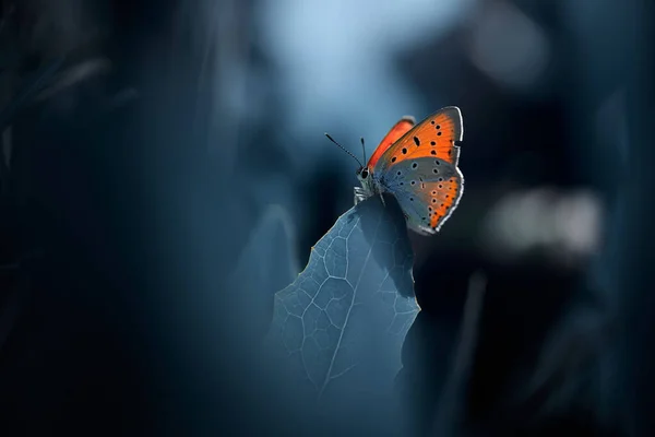 turuncu kelebek çimlerin üzerinde