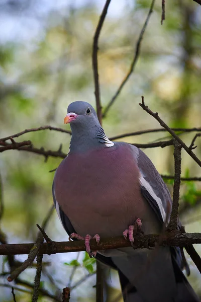 Big Bird Ringdove Sits Branch — 스톡 사진