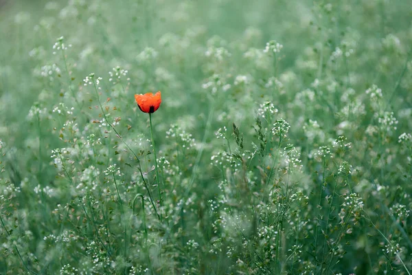 Amapola Roja Hierba Verde —  Fotos de Stock