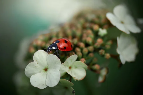 Guelder gülü üzerinde uğur böceği