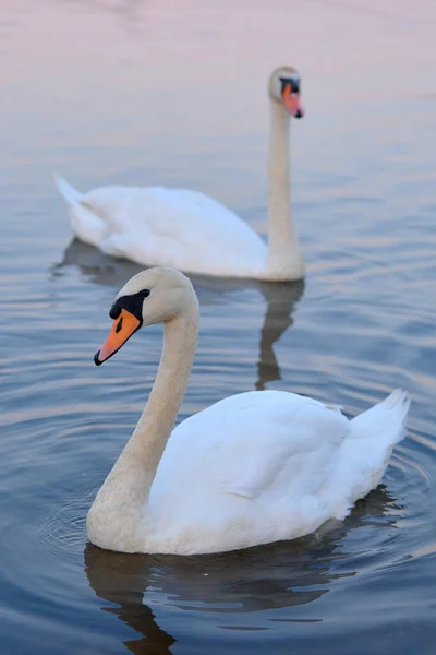 Dos Cisnes Blancos Lago — Foto de Stock