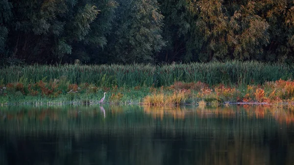Sudaki yansıma ve balıkçıl