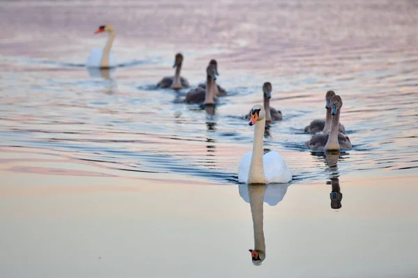 Familia Swan Agua Ucrania — Foto de Stock