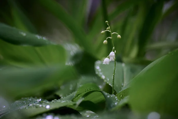 Bonito Lirio Del Valle Después Lluvia —  Fotos de Stock