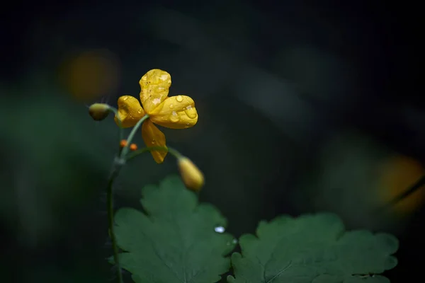 Makro Žlutého Květu Celandinu Dešti — Stock fotografie