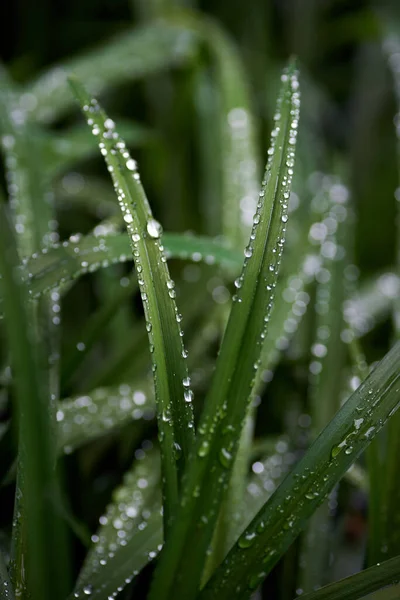 Yağmurdan sonra yeşil çimlerin üzerine bir damla su damlatın