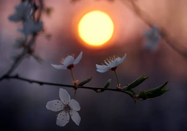 Fleur Cerisier Coucher Soleil Avec Soleil Sur Fond — Photo